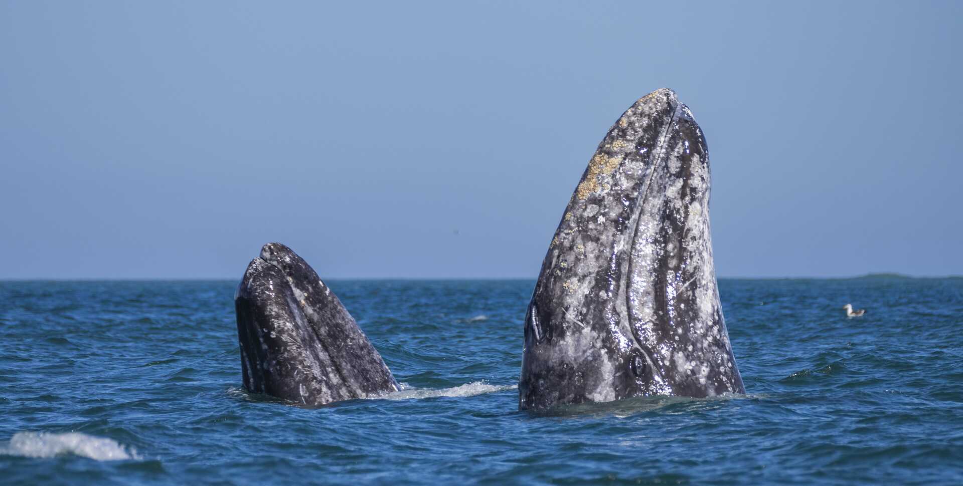 Gray Whale