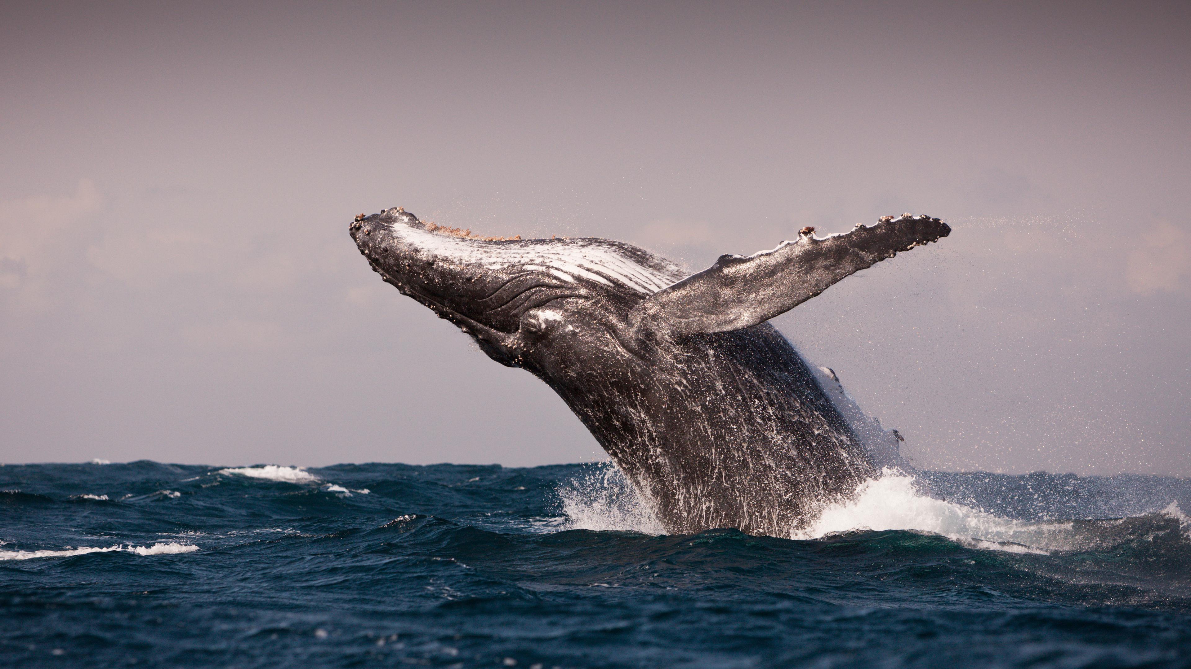 Humpback Whale